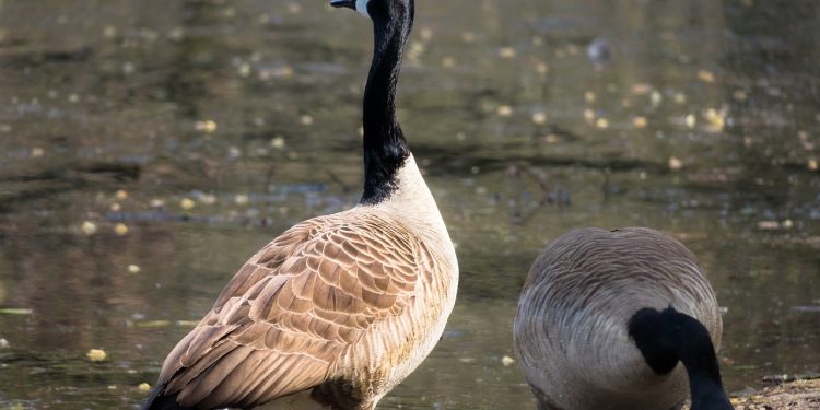 Didgeman (CC0), Pixabay