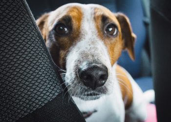 how to buy stocks in canada