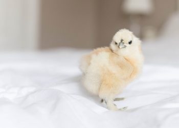 blue chip mutual funds