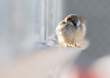 bonds for investment