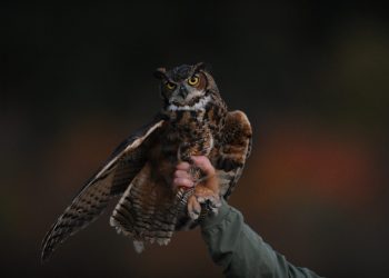 cibc mutual fund prices