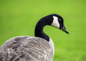 do reits own property