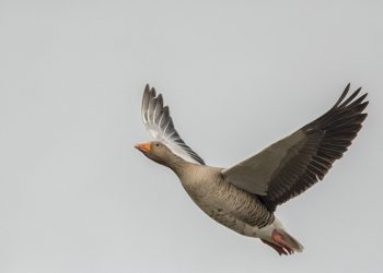 do reits pay stamp duty