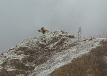 how many dividend payouts per year