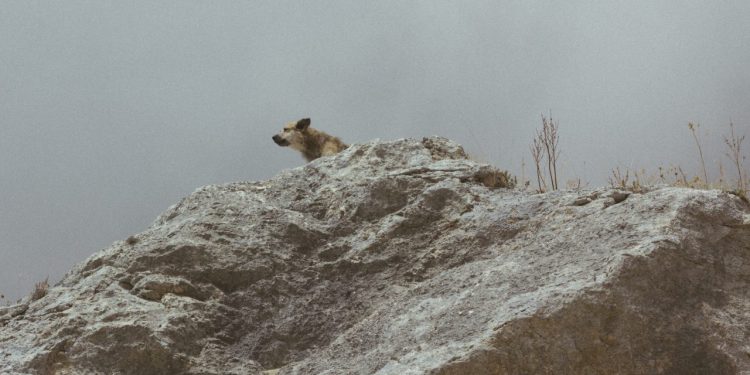 how many dividend payouts per year