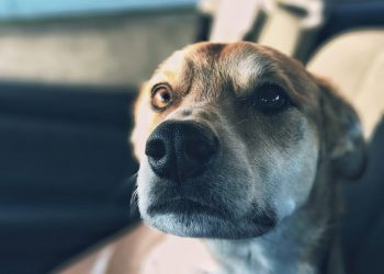 how much dividend is tax free in canada