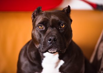 how much money can you make from dividends