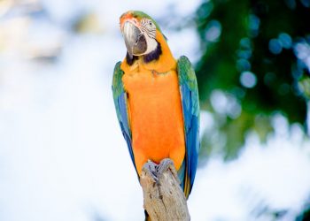 how to buy best dividend stocks