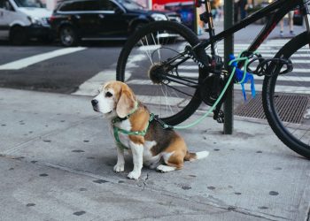 how to earn passive income online