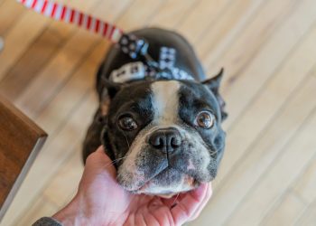 how to file dividend income