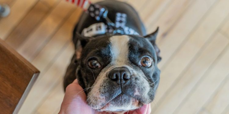 how to file dividend income