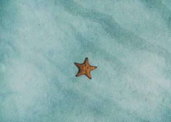 how to monthly dividends work