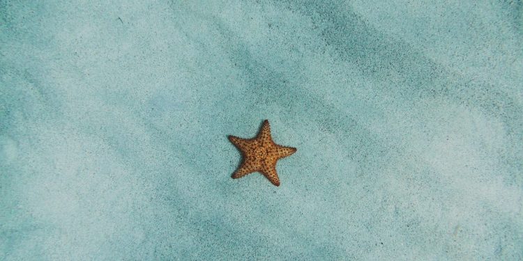 how to monthly dividends work