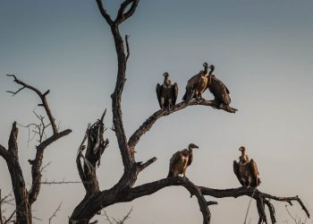 how to start a brokerage firm