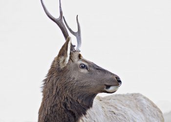 is mortgage insurance mandatory