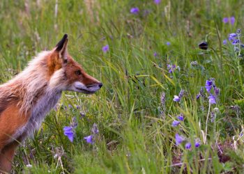 manulife strategic income fund