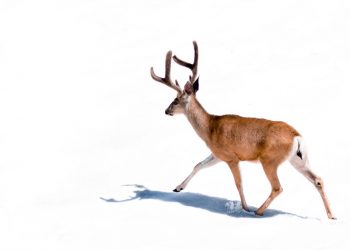 pre-retirement income