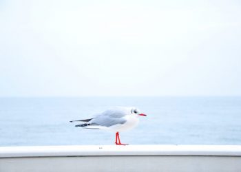 retirement income generator