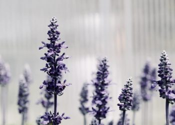 what is a dividend growth