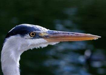 what is dividend payout ratio used for