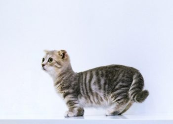 which dividend policy is best