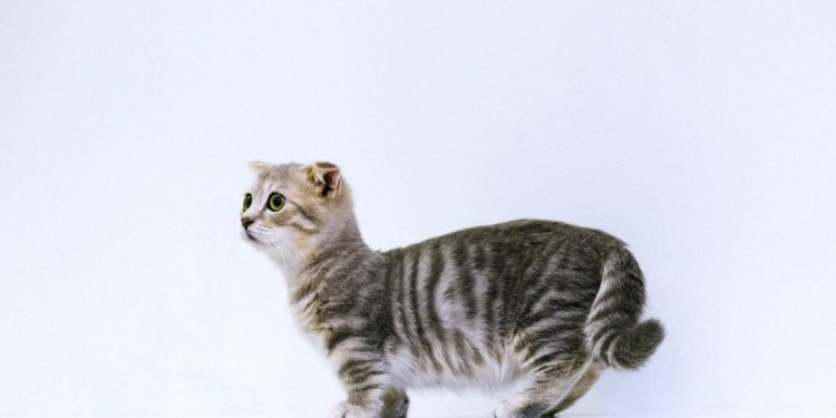 which dividend policy is best