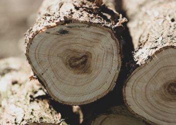 which life insurance company pays the highest dividends