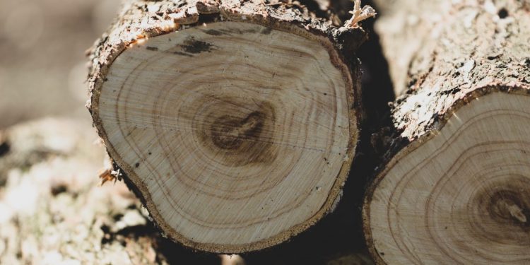 which life insurance company pays the highest dividends