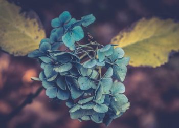 which marijuana stock pays dividends