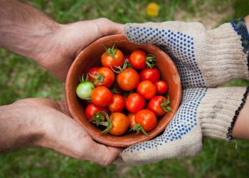 why do some companies pay dividends